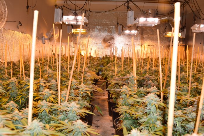 MET Team Seizes Another Indoor Marijuana Grow