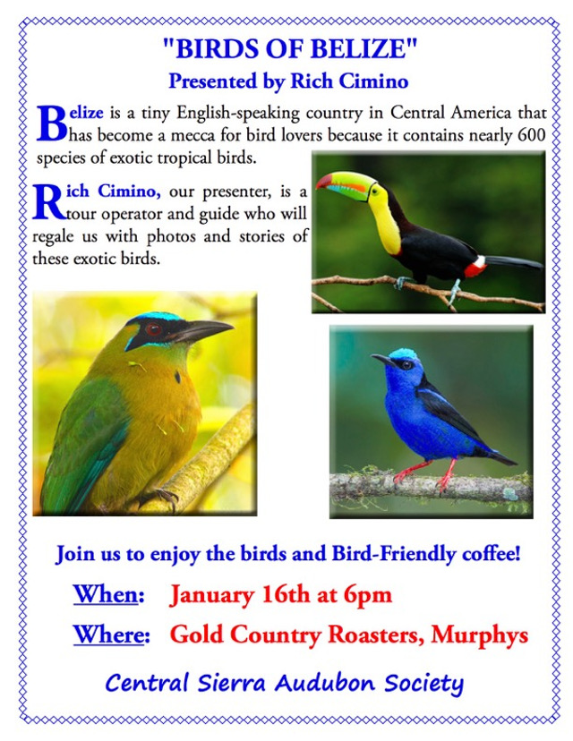 Enjoy the “Birds of Belize” on January 16th