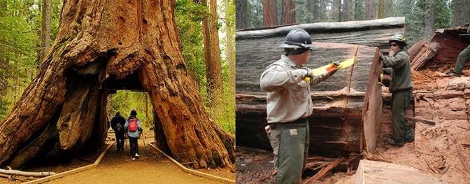 California State Parks Begins Study of Fallen, Iconic ‘Tunnel Tree’ in Calaveras Big Trees State Park