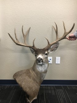 Massive Poached Sacramento County Deer Leads to Trophy Penalty Enhancement