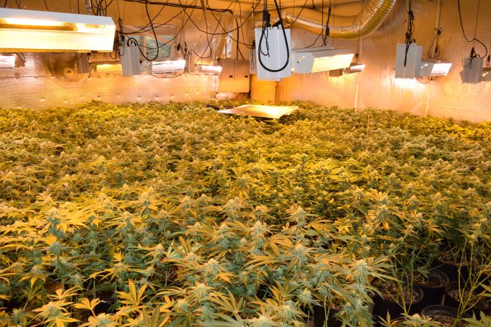 Two Indoor Marijuana Grows Seized in Valley Springs