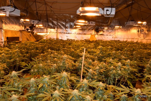 Indoor Marijuana Grow Eradicated on Baldwin Street, Valley Springs