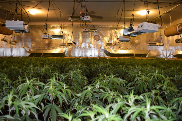 Second Indoor Marijuana Grow Eradicated Last Week in Valley Springs