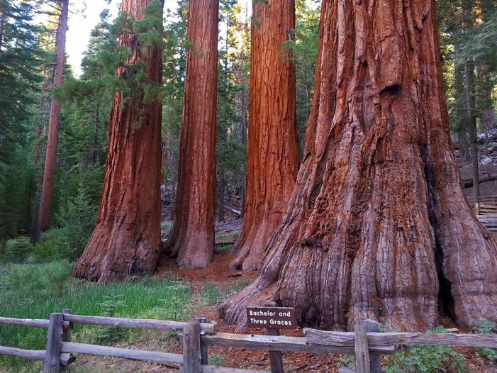 Yosemite National Park Announces the Opening Date for the Mariposa Grove of Giant Sequoias