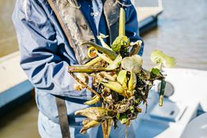 Boating and Waterways Begins Control Activities in the Delta for  Aquatic Invasive Plants