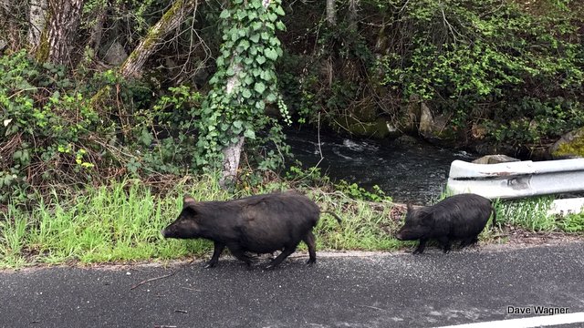 Traffic Update….Who Let The Hogs Out?