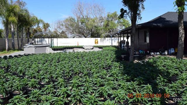 Over 4,000 Marijuana Plants Eradicated at Burson Residence.