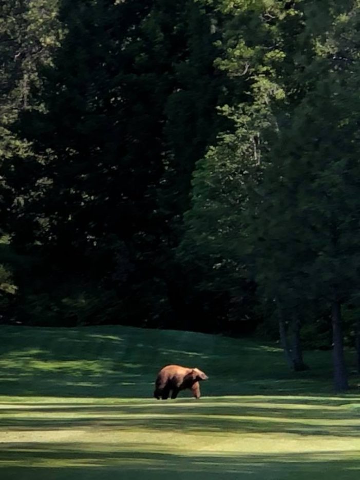 Beautiful Shot by Don Campbell of a “Course Marshall” at Sequoia Woods