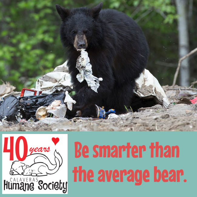 Calaveras Humane Society Says Be Bear Aware & Ready