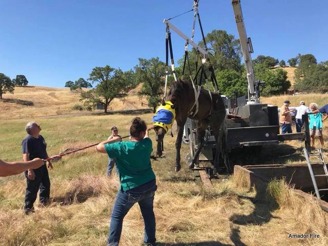Amador & Sutter Creek Fire Rescue Ranger the Horse From Mineshaft