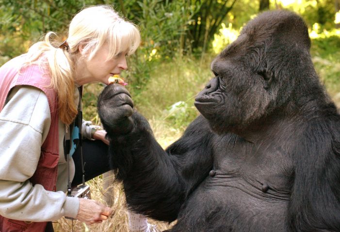 The Gorilla Foundation is Sad to Announce the Passing of Our Beloved Koko