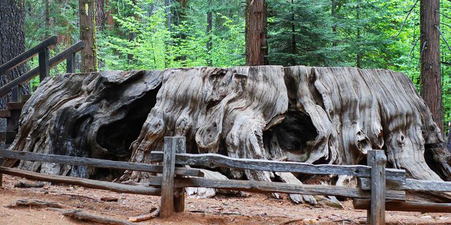 A Guide to Hiking Trails at Big Trees State Park