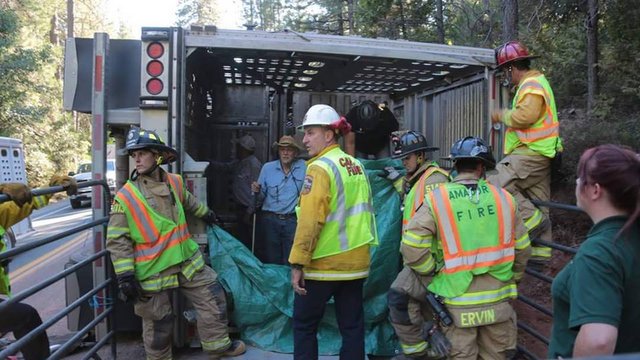 Agencies and Community Come Together to Rescue Cattle from Overturned Big Rig
