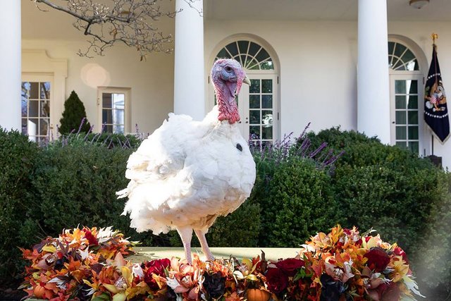 The National Thanksgiving Turkey Pardoning Ceremony