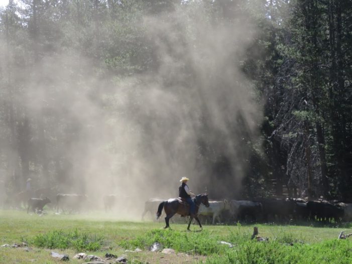 Cattle in the Sierra Documentary Was Screened on Feb 24th in Murphys
