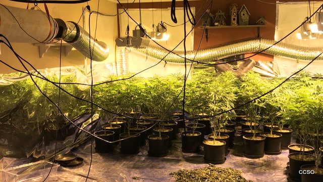 Indoor Marijuana Grow Eradicated in Mountain Ranch