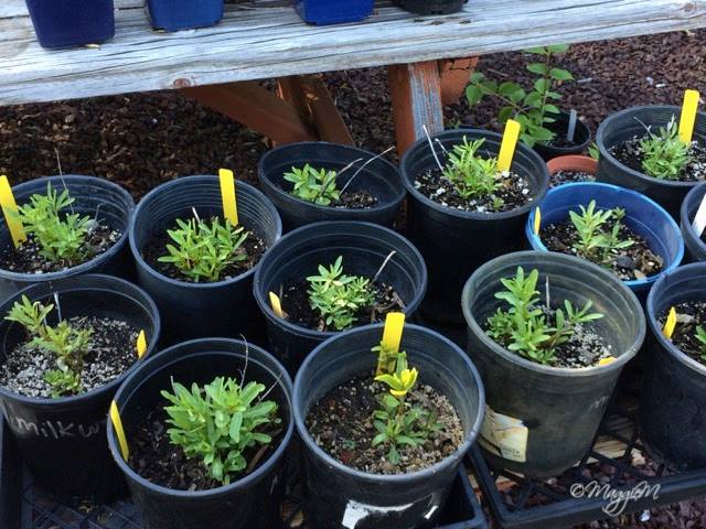 Calaveras County Master Gardeners Open Garden & Plant Sale