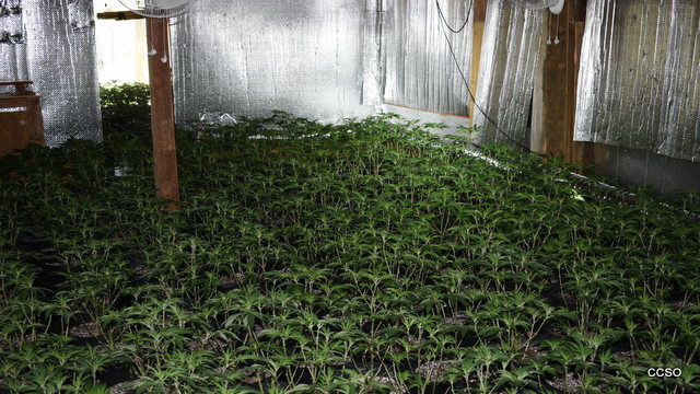 More Illegal Grows Eradicated By Calaveras County Sheriff’s Office Marijuana Enforcement Team