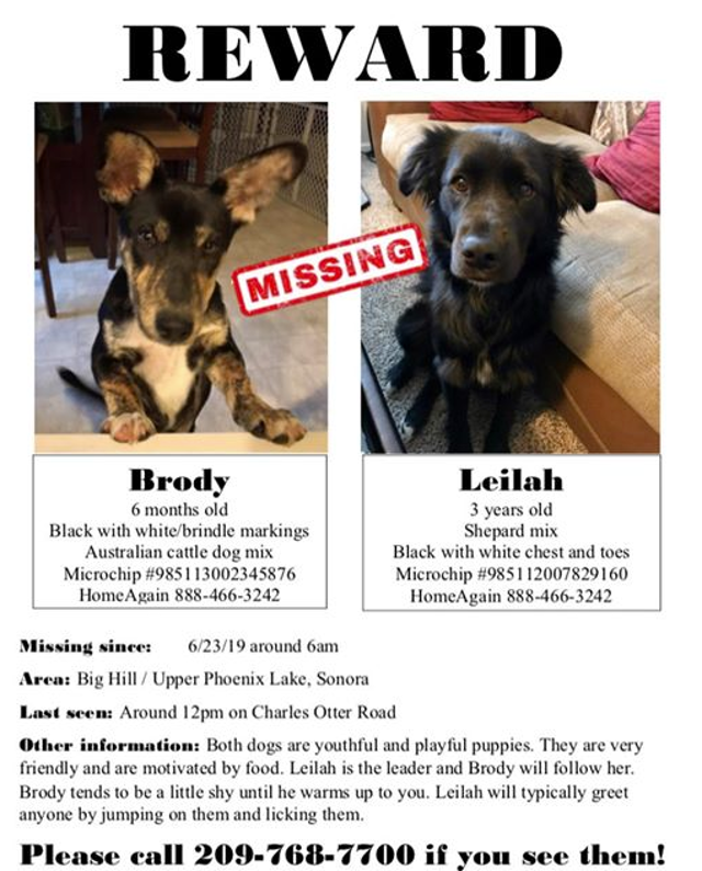 Please Help Brody & Leilah Find Their Way Home!