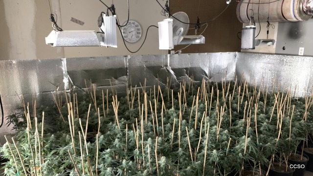 Over 1,200 Plants & 68.5 Lbs of Marijuana Eradicated