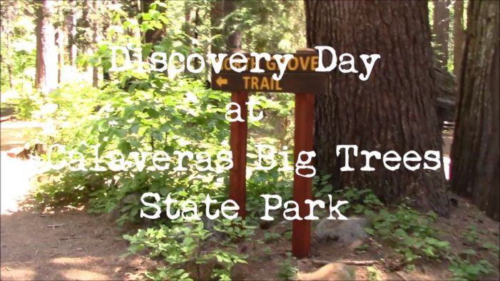 Calaveras Big Trees State Park Was Filled on Discovery Day