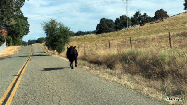 Traffic Update….Cow on the Loose Near Church Hill St & Pool Station Rd San Andreas