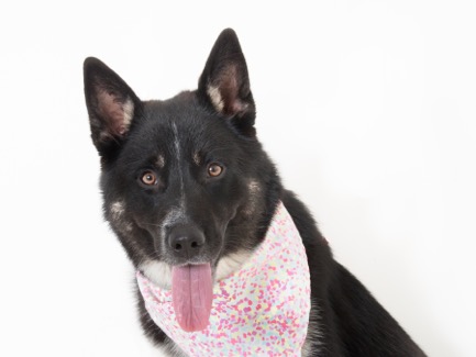Meet Sapphire the Calaveras County Animal Services Shelter Pet of the Week  (Update…Congratulations Sapphire on a New Home!!)