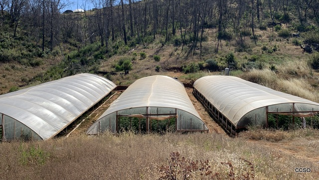 552 Marijuana Plants Eradicated from Mountain Ranch Grow Site