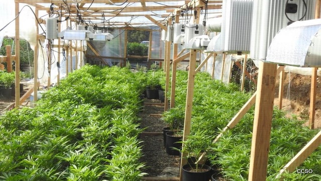 Two Marijuana Grows Eradicated on July 17 in Mountain Ranch Area