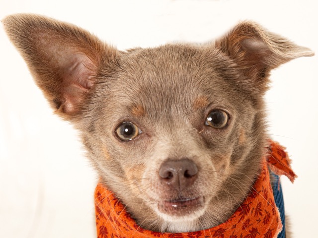 Lil Abner is the Calaveras County Animal Services  Pet of the Week