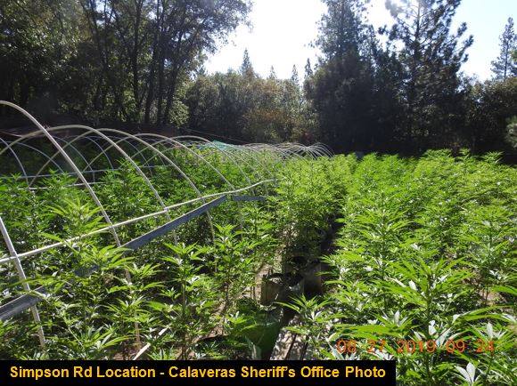 Calaveras Marijuana Enforcement Unit Conducted Raids in Rail Road Flat & Copperopolis