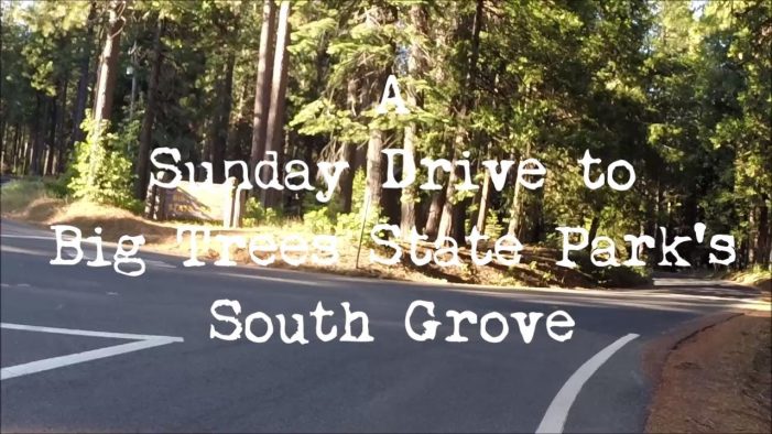 Take a Sunday Drive to Big Trees State Park’s South Grove