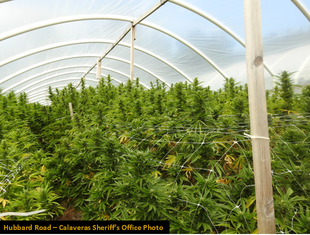 4,347 Marijuana Plants Eradicated at Grow on Hubbard Rd. in Sheep Ranch