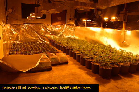 Five Marijuana Grow Sites Eradicated by Calaveras Sheriff’s Office