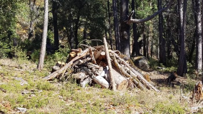Winter Pile Burning Beginning in Yosemite National Park