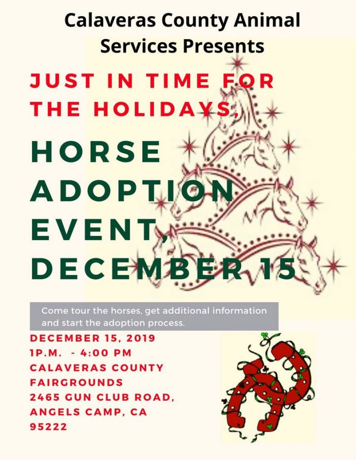 Just in Time for the Holidays Horse Adoption on December 15th