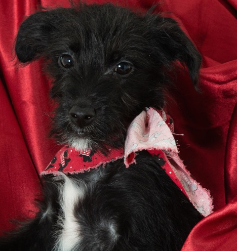 Meet Terrier Puppy Nicky!  The Calaveras County Animal Services  Pet of the Week