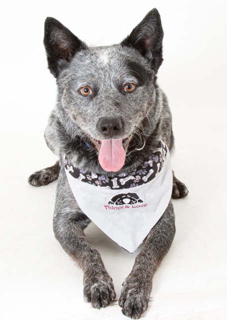 Calaveras County Animal Services  Pet of the Week is Pepper!  Take Pepper Home Today!!
