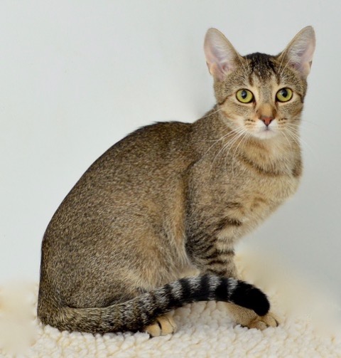 Savannah is a Delightful, Tabby that Would Love to Adopt You!  Calaveras County Animal Services  Pet of the Week