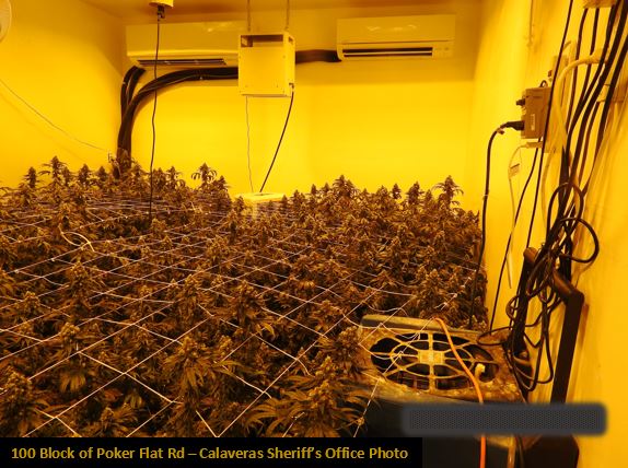 Indoor Marijuana Grow Eradicated in Copperopolis