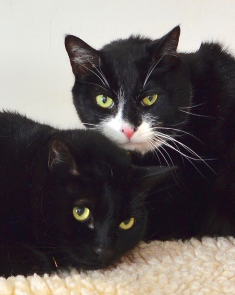 Meet Shadow and Buster!  Calaveras County Animal Services Pets of the Week