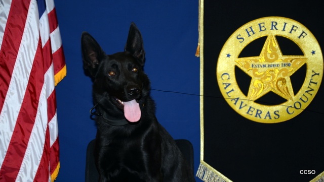 Canine Nox Celebrates Two Year Service Anniversary