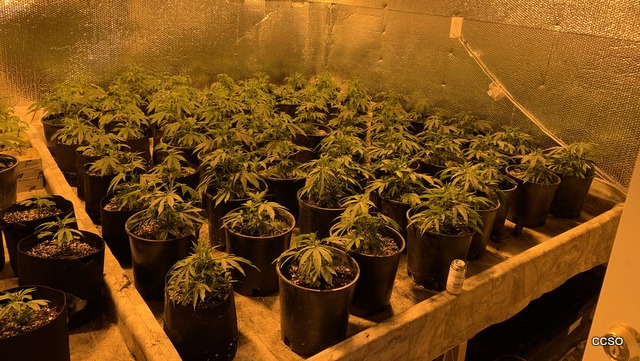 Marijuana Grow Eradication on Crystal Lane