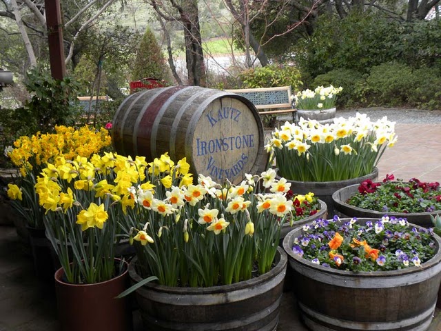 Northern California Daffodil Society’s Spring Daffodil Show March 7th-8th at Ironstone