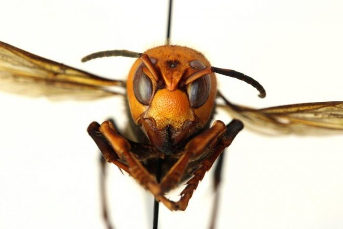 Steps Underway in Washington State to Slow Spread & Eradicate Asian Giants Hornets
