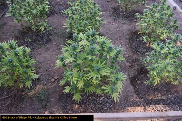 Marijuana Cultivation Search Warrants Yield Big Results