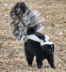 Skunk Tested Positive for Rabies in Mountain Ranch, CA