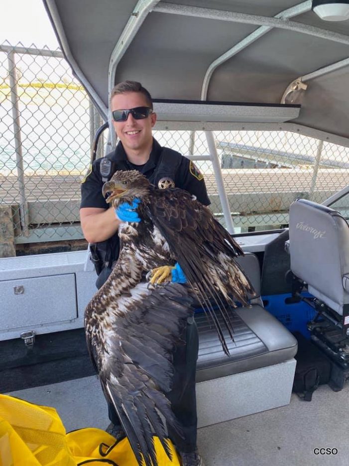 “Joey” the Eagle will be Soaring Again Soon Thanks to the Calaveras Sheriff’s Dept & Tri-County Wildlife