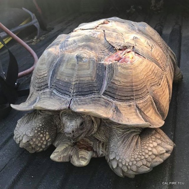 Tortoise Expected to Recover After Being Struck by Vehicle