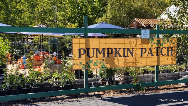 The Pumpkin Patch at Trifilo Garden Center for Your Holiday & Nursery Needs (Limited Staffing So Please Be Patient)